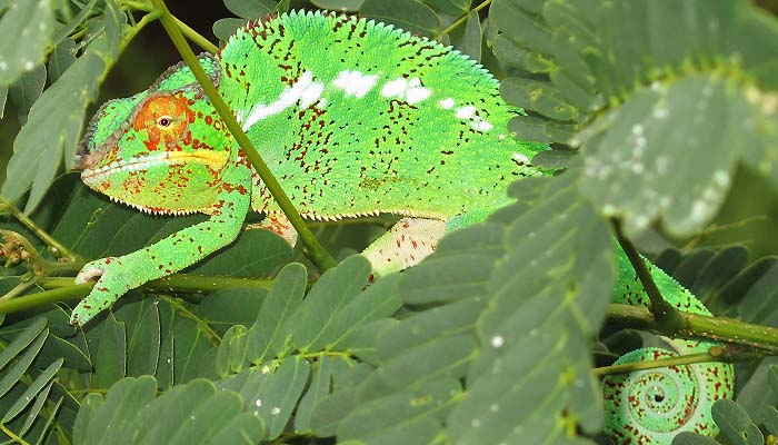 cameleon de parson de nosy be