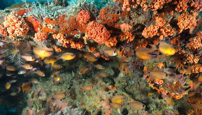 diving excursions in Nosy Be