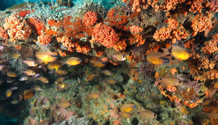 excursions plongée à Nosy Be