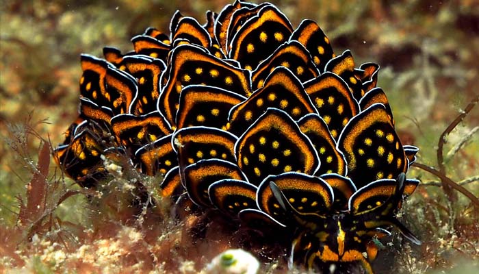 Plongée nudibranches à Nosy Be