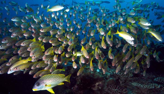 offres spéciales plongée à Nosy Be