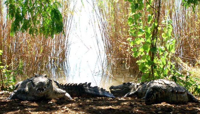nord Madagascar, crocodiles des lacs sacres