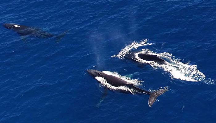 Humpack whale excursion in Nosy Be