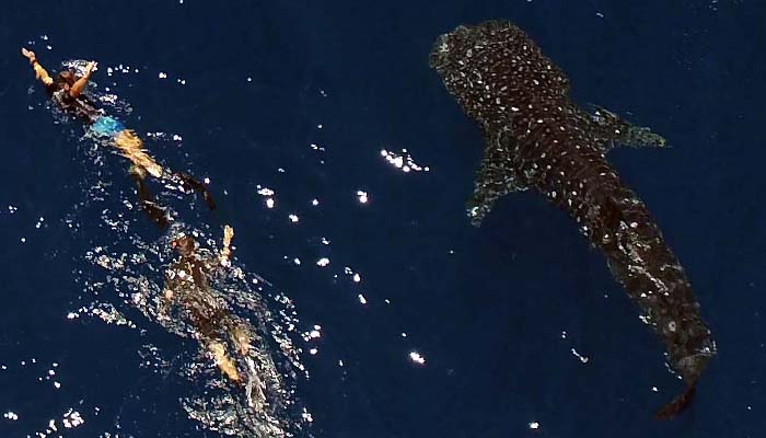Whale shark excursion in Nosy Be