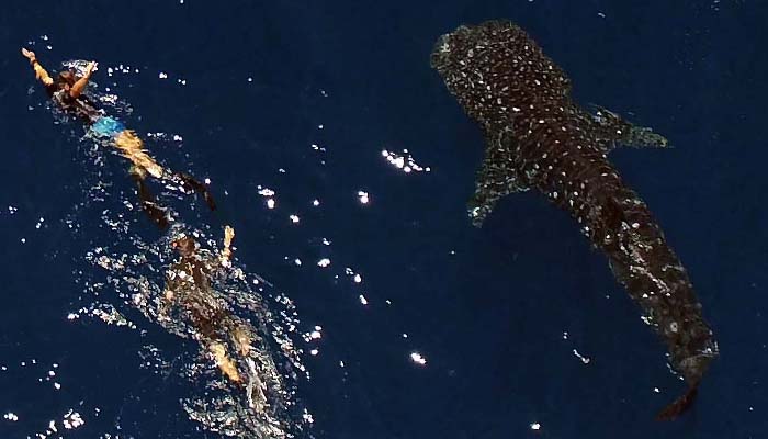 excursion requin baleine Nosy Be