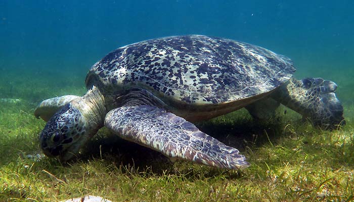 excursion Nosy sakatia, face Nosy Be